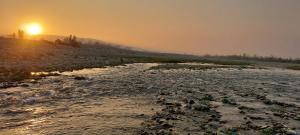 瑞詩凱詩的住宿－Rishikesh Shiv Dham Homestay，一群动物在日落时分横渡河流
