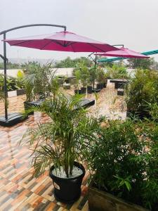 a patio with potted plants and an umbrella at Javelin Hotel , Kampala, Uganda in Kampala