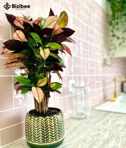 a potted plant sitting on a counter in a bathroom at Le Pink Lady Avenue de champagne in Épernay