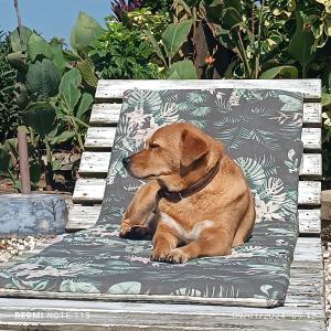brązowy pies leżący na ławce w obiekcie Pousada Anturio w mieście Barra Velha