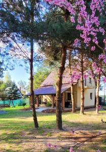 a house with a tree with pink flowers in front of it at Całoroczny domek nad Jeziorem Piaseczno 