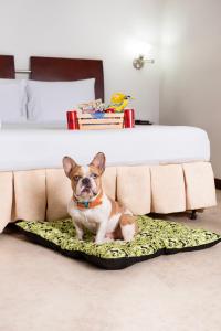 a small dog sitting on a dog bed in front of a bed at Hotel Plaza Las Américas Cali in Cali