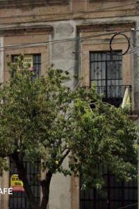 een boom voor een gebouw met ramen bij casa céntrica colonial in Morelia