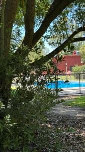 un arbre en face d'une piscine dans l'établissement La mancha verde casa de campo, à Capitán Sarmiento