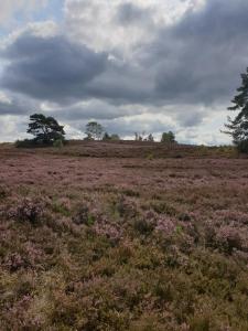 a field of purple flowers in a field with trees at likehome Suite in Buchholz in der Nordheide