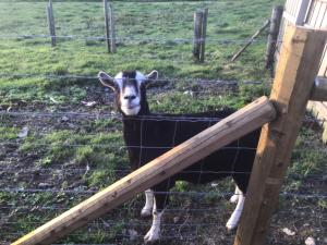 Photo de la galerie de l'établissement Teasy's cottage, à Armagh
