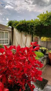 un montón de flores rojas en un jardín en Recanto dos pássaros en Garibaldi