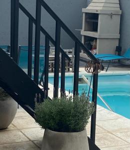 una maceta sentada junto a una piscina en Apart Lo de Jose en Tandil