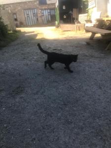 a black cat walking through a gravel yard at The Northmore Arms in Throwleigh +1 photo