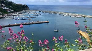 a bunch of boats in a harbor with pink flowers at Suites Luisa Sanfelice in Agropoli