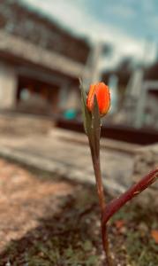 プエニャーゴにあるHoliday Home Sovenigoの小橙の花