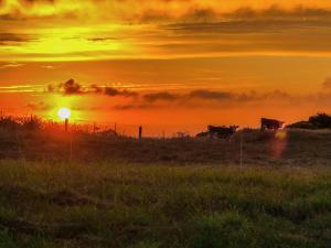 凱庫拉的住宿－White Caps Kaikoura Farmstay，日落时分在田野里的一群牛