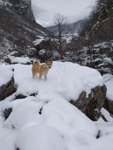 Apartman Kurjak durante l'inverno