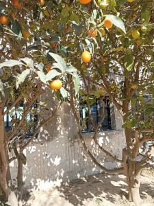 an orange tree with lots of oranges on it at Grande maison de vacances in Perpignan