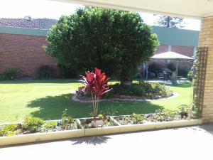 a garden with a palm tree in a yard at Forster and Wallis Lake Motel in Forster