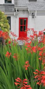 a bunch of red flowers in front of a house at The Beeches in Newry