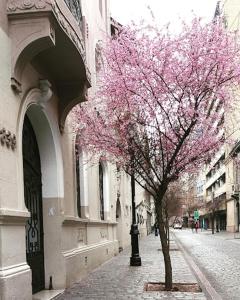 uma árvore com flores cor-de-rosa num passeio ao lado de um edifício em Hotel Paris Ltda. em Santiago
