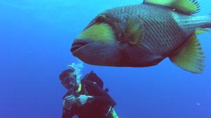 um homem tirando uma foto de um peixe grande em Hideaway Island Resort em Port Vila