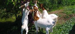grupa białych kóz stojących na polu w obiekcie Hospedagem Zilz w mieście Pomerode