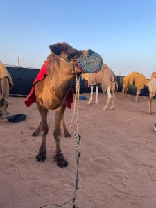 Ein Kamel ist an eine Kette in der Wüste gebunden. in der Unterkunft Aziz House 1 in Tan-Tan