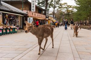 Ein paar Hirsche laufen eine Straße entlang in der Unterkunft Hotel Rokune in Nara