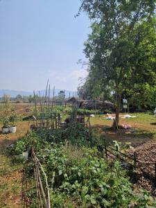 un jardin avec un arbre dans un champ dans l'établissement Shared Happy Farm, à Ban Nongboua