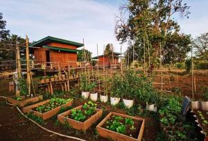 a garden with several boxes of plants in front of a house at Shared Happy Farm in Ban Nongboua