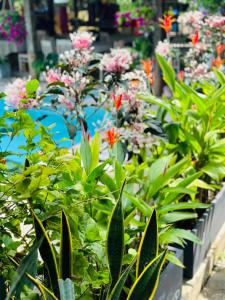 een rij planten in een tuin met roze bloemen bij Water Palm Residence in Hiếu Nhơn