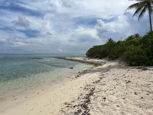 una playa de arena con una palmera y el océano en Parea Lodge Huahine BUNGALOW F2 #Miti, en Parea