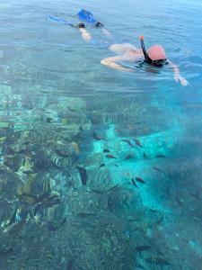 Eine Person, die mit einem Haufen Fisch im Wasser schwimmt. in der Unterkunft Fisheries VIP in Derawan Islands