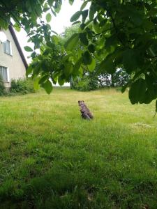 un chat assis dans l'herbe dans une cour dans l'établissement Haus-Irmgard, à Neu Schloen