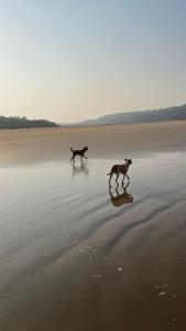 Gallery image of The Hut Mirage on Galgibagh, Goa in Goa