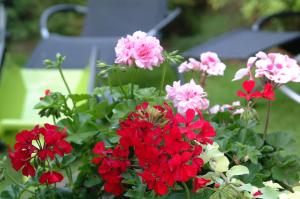 Foto da galeria de Appartement Le Jardin em Lingolsheim