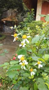 Xuân Sơn的住宿－Hang Mua Eco Garden，花园中种有白色和黄色花的灌木
