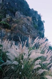 un ammasso di piante di fronte a una montagna di Hang Mua Eco Garden a Xuân Sơn