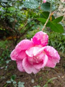 Xuân Sơn的住宿－Hang Mua Eco Garden，粉红色的花,上面有水滴