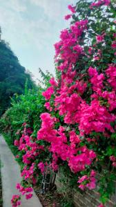 um ramo de flores cor-de-rosa numa parede em Hang Mua Eco Garden em Xuân Sơn