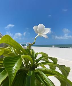 uma planta com uma flor branca na praia em 10ª Pirâmide Manaíra by Allmare Apartamentos em João Pessoa