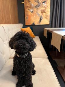 a small black dog sitting on a couch at My Story Sopot Apartments in Sopot