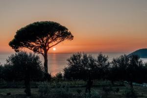 a tree in front of the ocean at sunset at Talići Hill - Rustic Villas in Sutomore