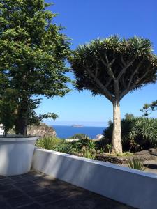 a view of a palm tree and the ocean at WelcomeBuddy - Casa do Monte - Garden & Sea sight in Caloura