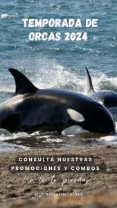 un grupo de delfines nadando en el agua en Girasoles de Valdes en Puerto Pirámides