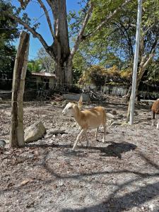 a deer walking around in a field with trees at Solemar 2bdrm House - Private Pool , King Bed and Balcony Sunset View in Mal País