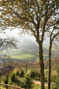 a tree in a field with a view of a valley at Apartamentos Montes Vindios in Cangas de Onís