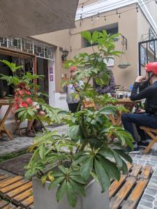 Ein Mann, der ein Foto einer Topfpflanze macht. in der Unterkunft Hospedaje Boutique Albergue Verde in Lima