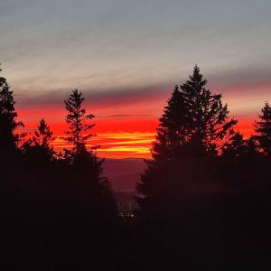 ein Sonnenuntergang mit Bäumen im Vordergrund in der Unterkunft Berggasthof Kuhberg in Stützengrün