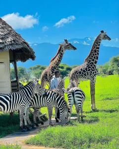 um grupo de girafas e zebras num campo em Mogli Adventure safari em Moshi