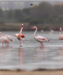 a group of pink flamingos walking in the water at Holidays Apartment in Cagliari