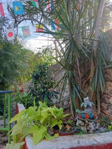 einen Garten mit einigen Pflanzen und einigen Pflanzen in der Unterkunft Hostal Republic in Mérida