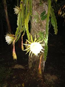 a cactus with flowers growing on the side of a tree at Cabañas la Miranda in Filandia